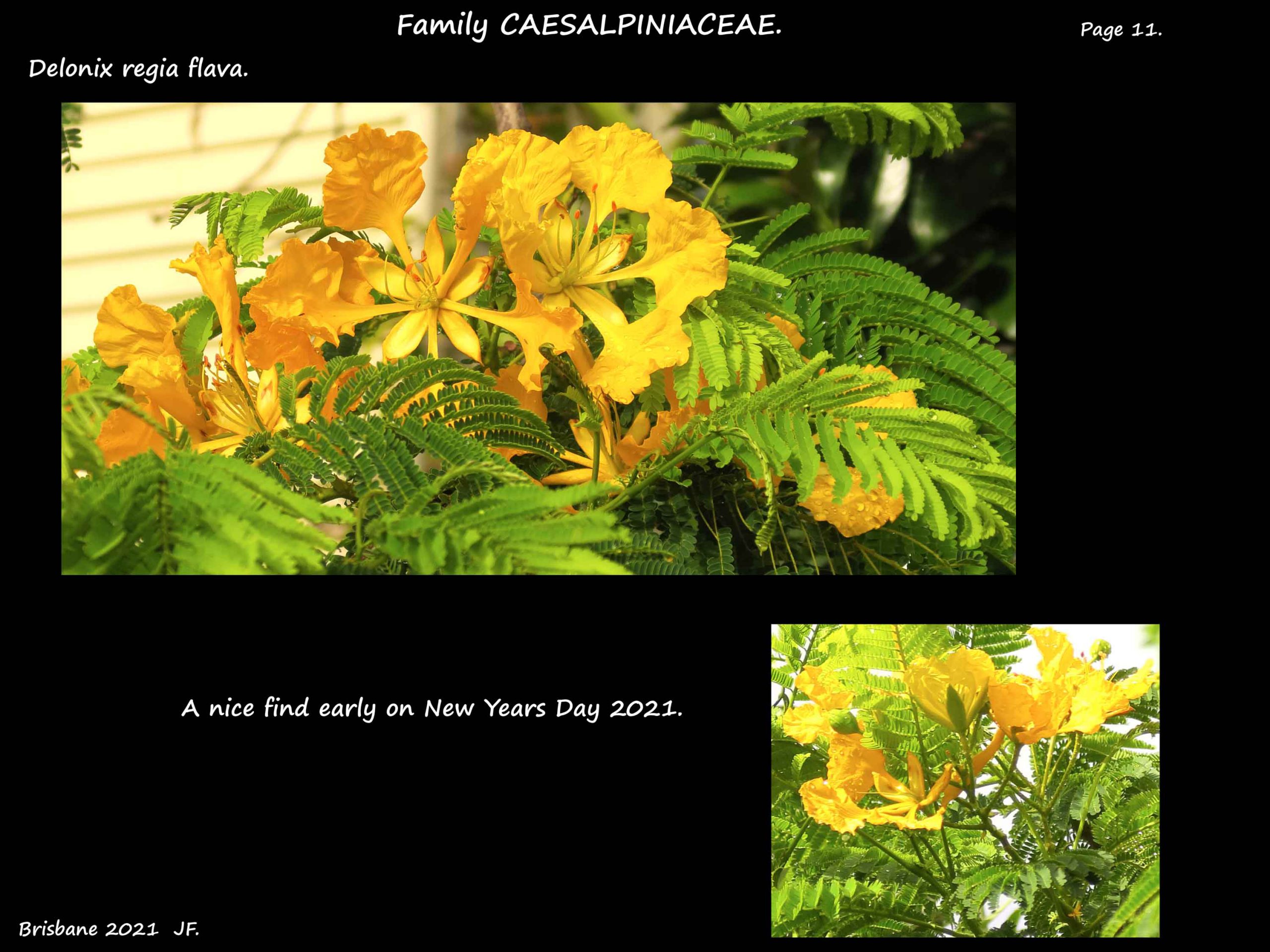 11 Yellow Poinciana